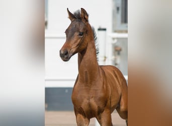 Oldenburg, Mare, Foal (04/2024), Smoky-Black