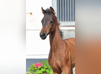 Oldenburg, Mare, Foal (04/2024), Smoky-Black