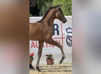 Oldenburg, Mare, Foal (04/2024), Smoky-Black