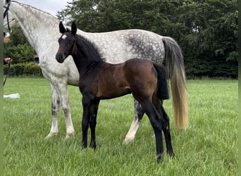 Oldenburg, Mare, Foal (06/2026), Smoky-Black