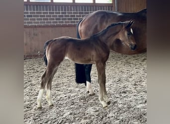 Oldenburg, Mare, Foal (03/2026), Smoky-Black