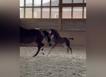 Oldenburg, Mare, Foal (03/2026), Smoky-Black