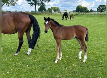 Oldenburg, Mare, Foal (03/2026), Smoky-Black