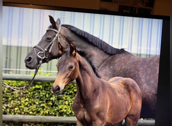 Oldenburg, Mare, Foal (05/2026), Smoky-Black