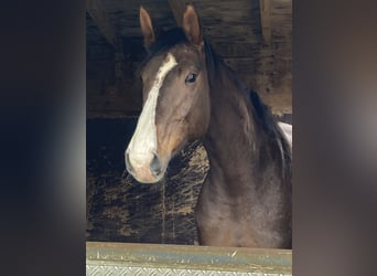 Oldenburg, Sconosciuto, 7 Anni, 172 cm, Sauro