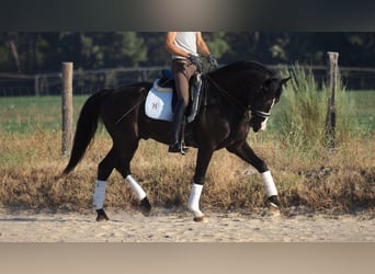 Oldenburg, Stallion, 10 years, 16.3 hh, Black