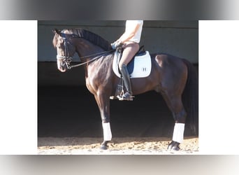 Oldenburg, Stallion, 10 years, 16.3 hh, Black