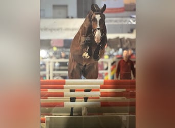 Oldenburg, Stallion, 10 years, 16,3 hh, Brown