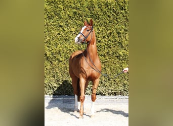 Oldenburg, Stallion, 11 years, 16,1 hh, Chestnut-Red