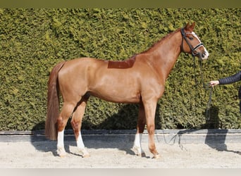 Oldenburg, Stallion, 11 years, 16,1 hh, Chestnut-Red