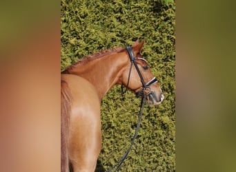 Oldenburg, Stallion, 11 years, 16,1 hh, Chestnut-Red