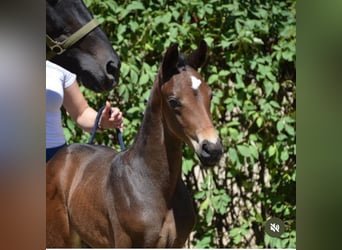 Oldenburg, Stallion, 11 years, 16.2 hh, Brown