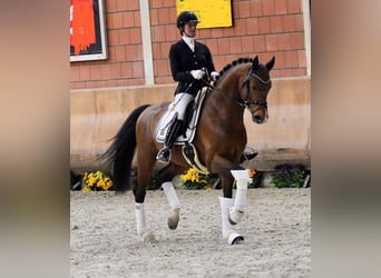 Oldenburg, Stallion, 11 years, 16.2 hh, Brown