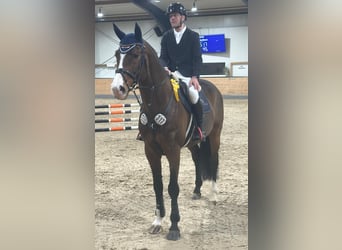 Oldenburg, Stallion, 11 years, 17 hh, Brown