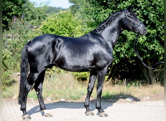 Oldenburg, Stallion, 12 years, 16.2 hh, Black