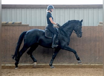 Oldenburg, Stallion, 12 years, 16.2 hh, Black