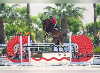 Oldenburg, Stallion, 12 years, 17 hh, Bay