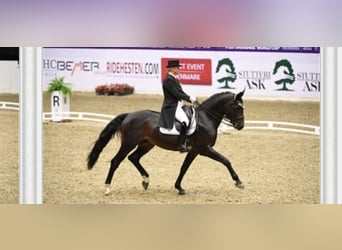 Oldenburg, Stallion, 14 years, 16.1 hh, Smoky-Black