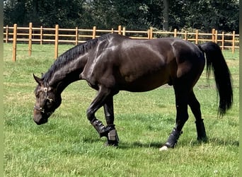 Oldenburg, Stallion, 14 years, 16.1 hh, Smoky-Black