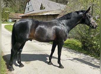 Oldenburg, Stallion, 14 years, 17 hh, Smoky-Black