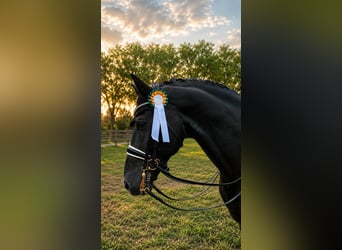 Oldenburg, Stallion, 15 years, 16.1 hh, Black