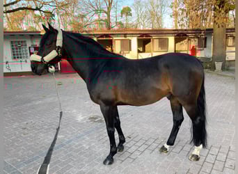 Oldenburg, Stallion, 16 years, Smoky-Black