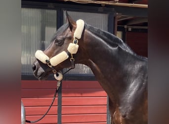 Oldenburg, Stallion, 16 years, Smoky-Black
