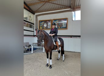 Oldenburg, Stallion, 17 years, Black