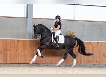 Oldenburg, Stallion, 18 years, 16,1 hh, Black