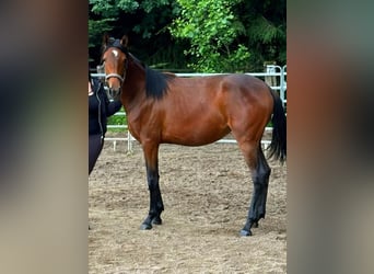 Oldenburg Mix, Stallion, 1 year, 13.2 hh, Brown