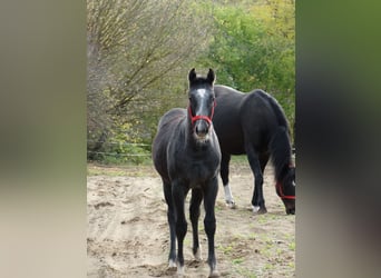 Oldenburg, Stallion, 1 year, 13,2 hh, Grey