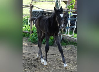 Oldenburg, Stallion, 1 year, 13,2 hh, Grey