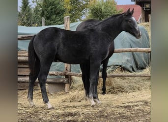 Oldenburg, Stallion, 1 year, 13,2 hh, Grey