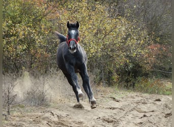 Oldenburg, Stallion, 1 year, 13,2 hh, Grey