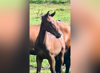 Oldenburg, Stallion, 1 year, 14.1 hh, Brown