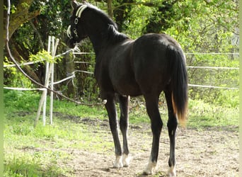 Oldenburg, Stallion, 1 year, 14.1 hh, Grey