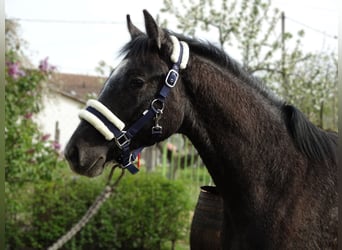 Oldenburg, Stallion, 1 year, 14.1 hh, Grey