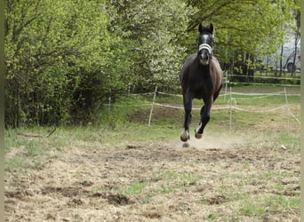 Oldenburg, Stallion, 1 year, 14.1 hh, Grey