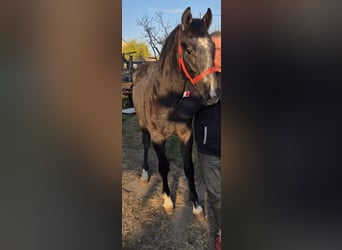 Oldenburg, Stallion, 1 year, 14,1 hh, Grey