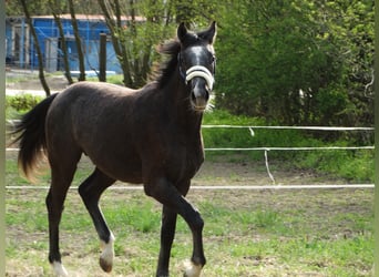 Oldenburg, Stallion, 1 year, 14,1 hh, Grey