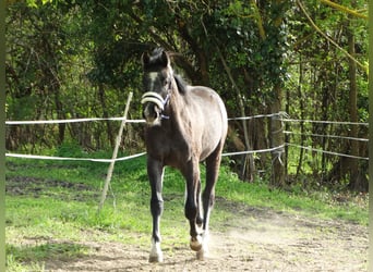 Oldenburg, Stallion, 1 year, 14,1 hh, Grey
