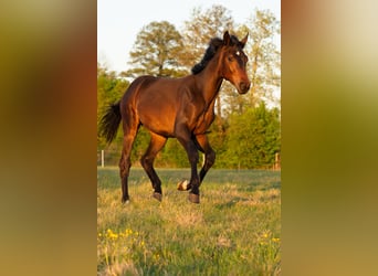 Oldenburg, Stallion, 1 year, 15.2 hh, Bay