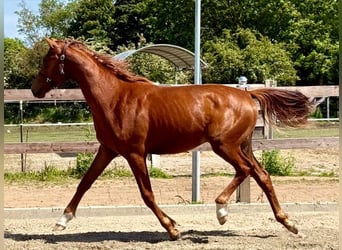 Oldenburg, Stallion, 1 year, 15.2 hh, Chestnut