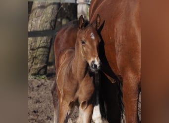 Oldenburg, Stallion, 1 year, 16.1 hh, Brown-Light