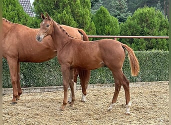 Oldenburg, Stallion, 1 year, 16.1 hh, Chestnut-Red