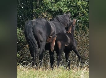 Oldenburger, Hengst, 1 Jahr, 16,1 hh, Schwarzbrauner