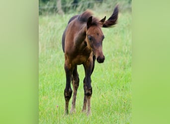 Oldenburger, Hengst, 1 Jahr, 16,1 hh, Schwarzbrauner