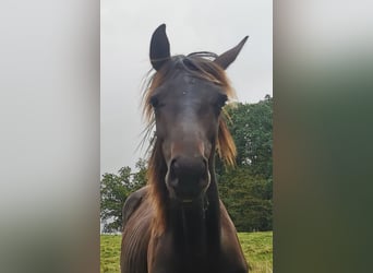 Oldenburger, Hengst, 1 Jahr, 16,1 hh, Schwarzbrauner