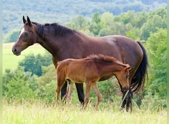 Oldenburger, Hengst, 1 Jahr, 16,1 hh, Schwarzbrauner