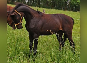 Oldenburger, Hengst, 1 Jahr, 16,1 hh, Schwarzbrauner